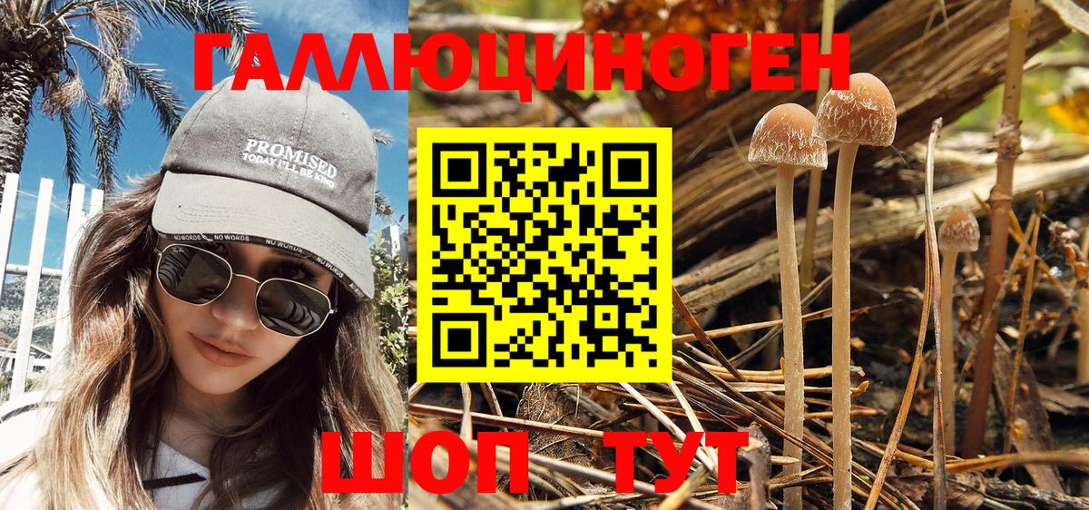 Галлюциногенные грибы Psilocybe Сергиев Посад